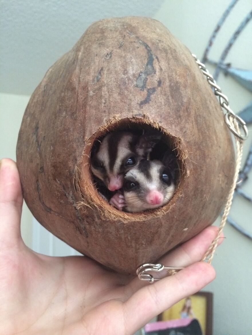 Two sugar gliders in a coconut 
