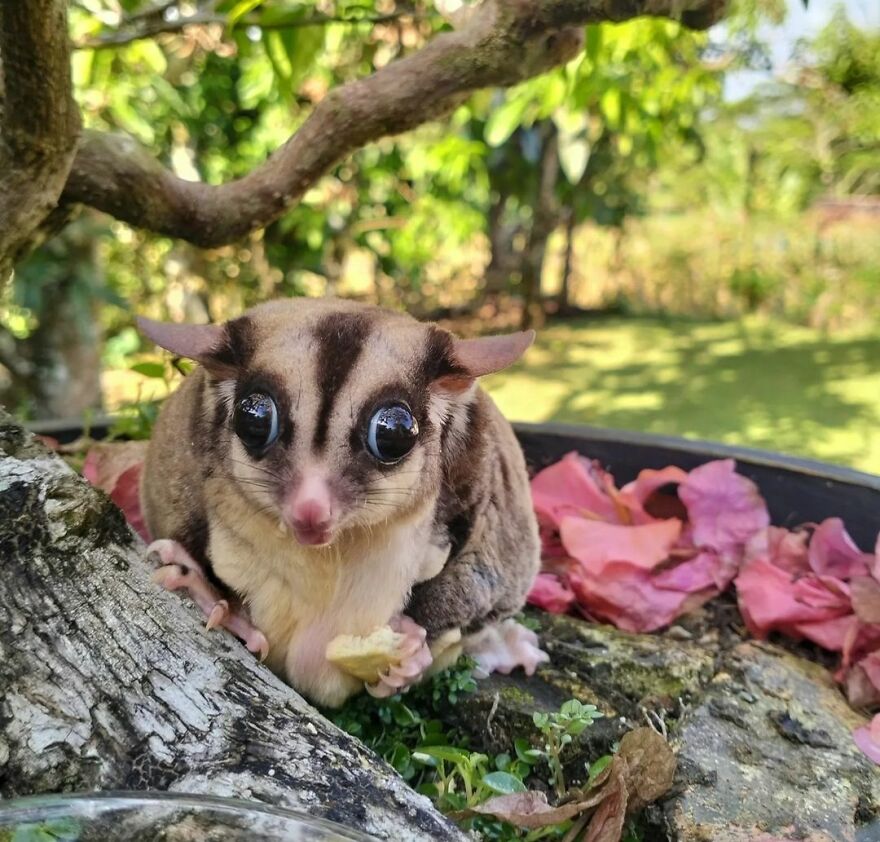 Sugar Glider eating 