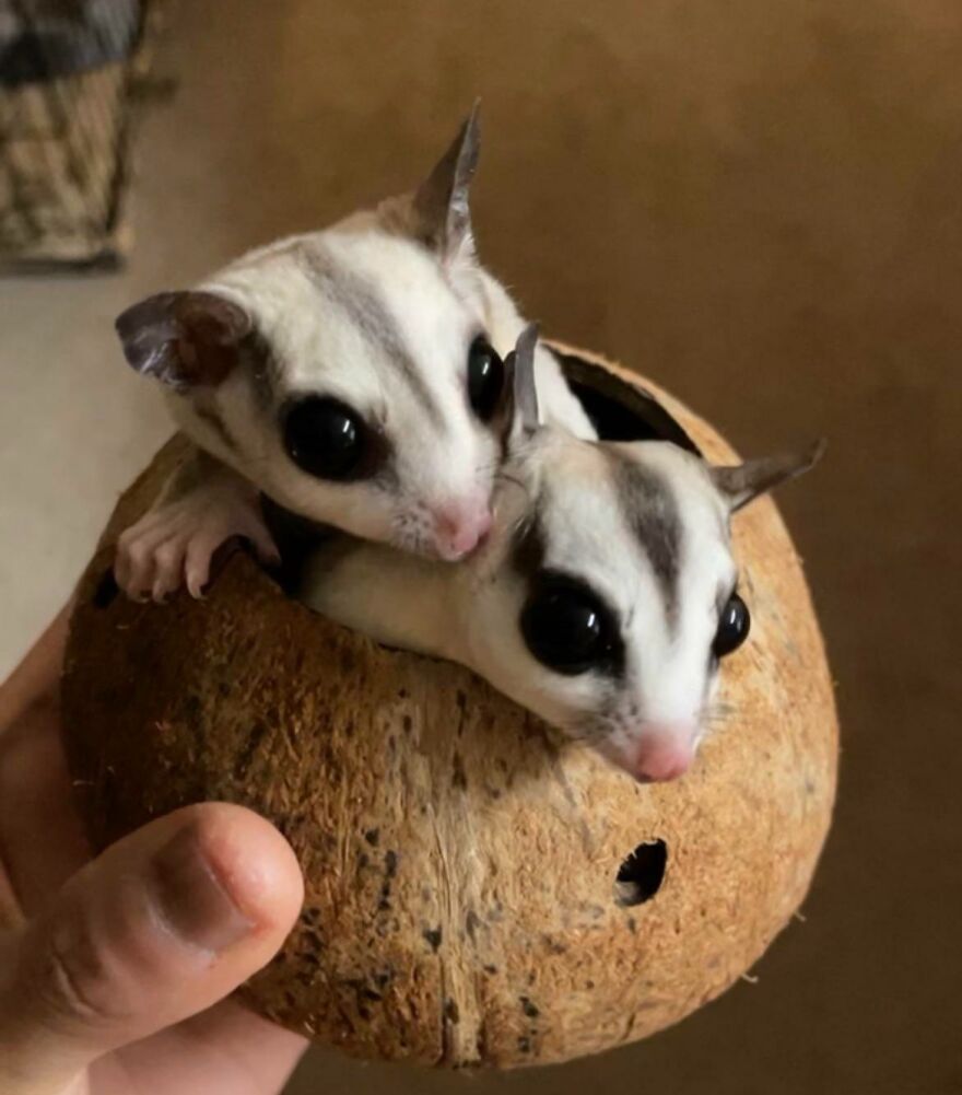 Sugar gliders in the coconut