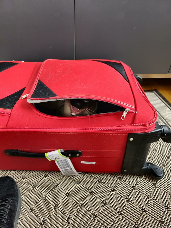 Luggage Was 95% Zipped, But Barely Enough For Him To Pull It And Make Room