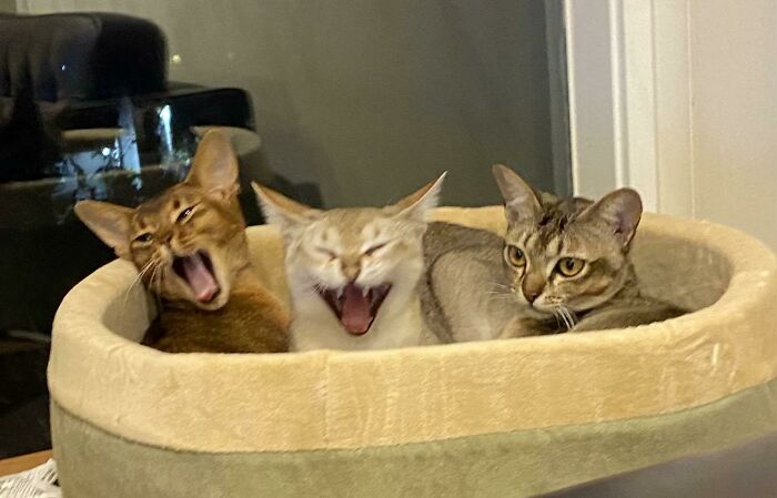 Frankie Never Gets The Joke