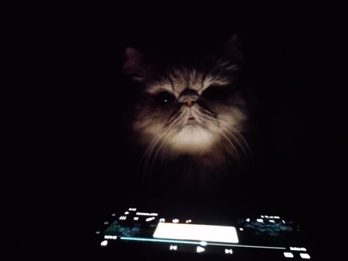 Last Thing You See If You Forgot To Fill The Food Bowl