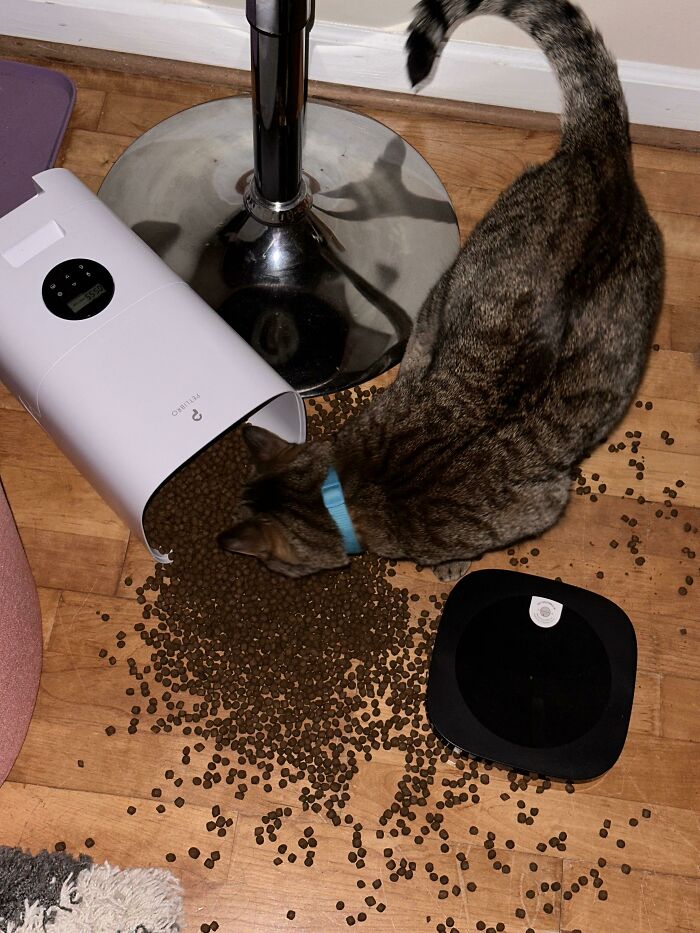 He Only Had 5 Minutes Til His Feeder Was Supposed To Go Off 🫡