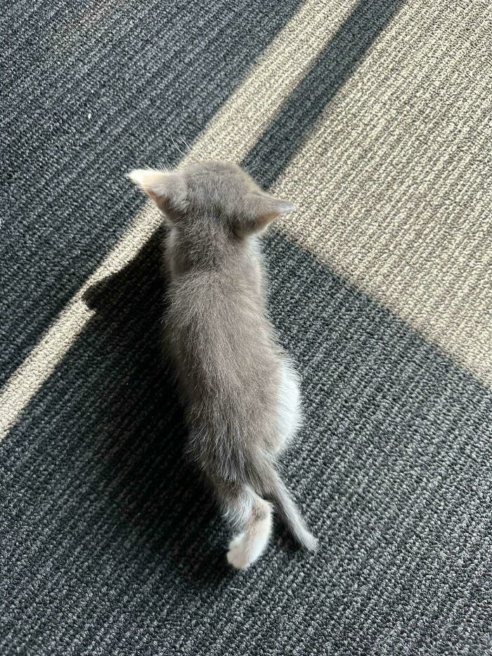 Cheese Likes To Sleep With One Leg Out