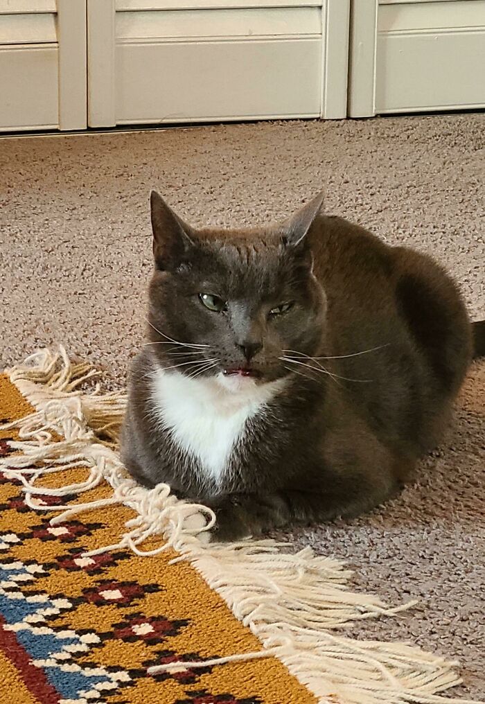 8 Teeth Extractions Got Herbert Like