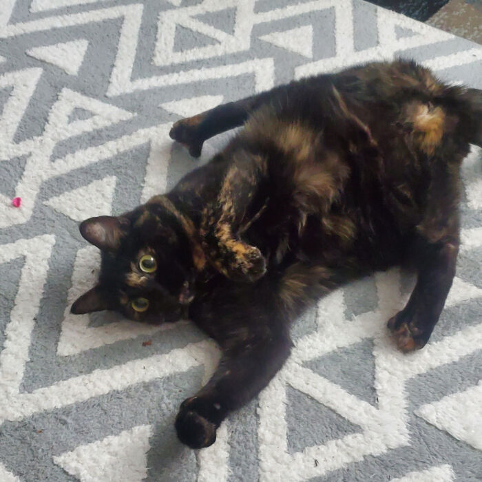 Don't Think She Ever Learned How To Retract Her Claws. Always Gets Stuck On Everything. Lol