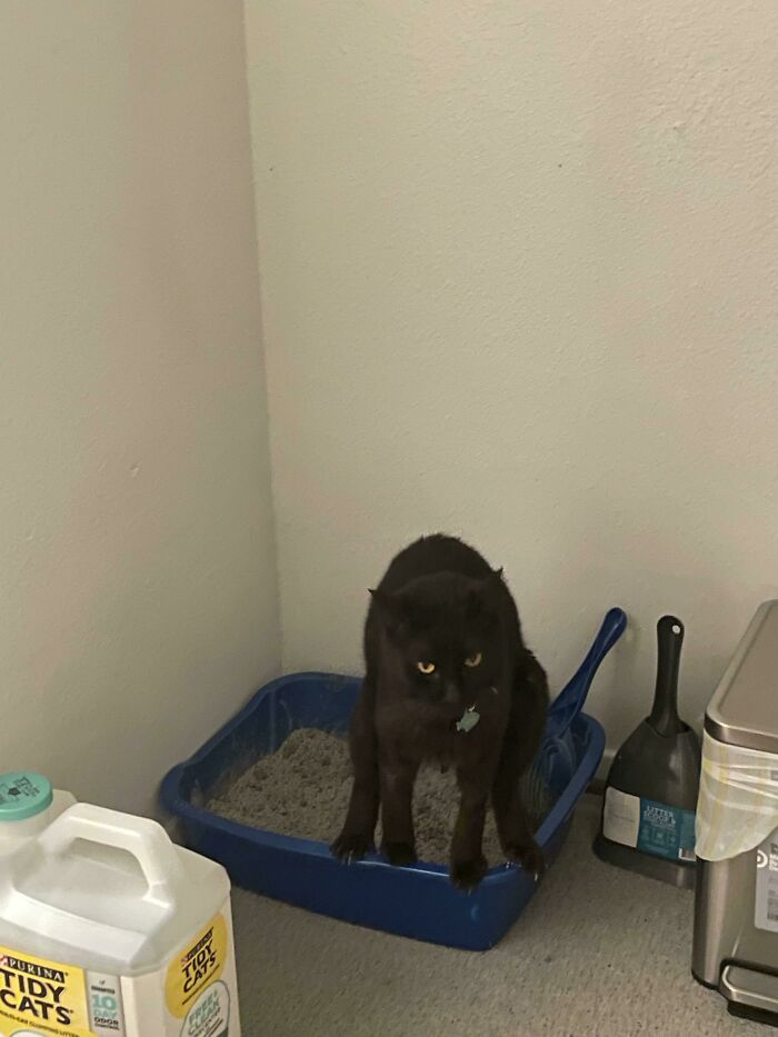 Why Does He Use The Litter Box Like This?