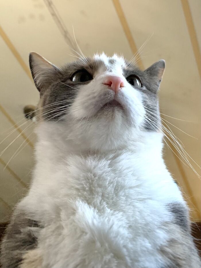 She Likes To Sit On My Chest While I Sleep, So This Is Often My Breathtaking View Upon Waking