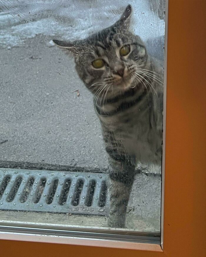 Should I Let Him In?