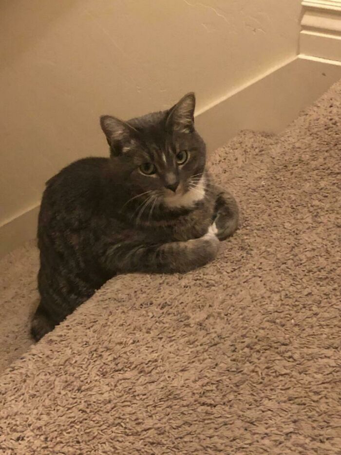 My Niece’s Cat In An Unusual Pose