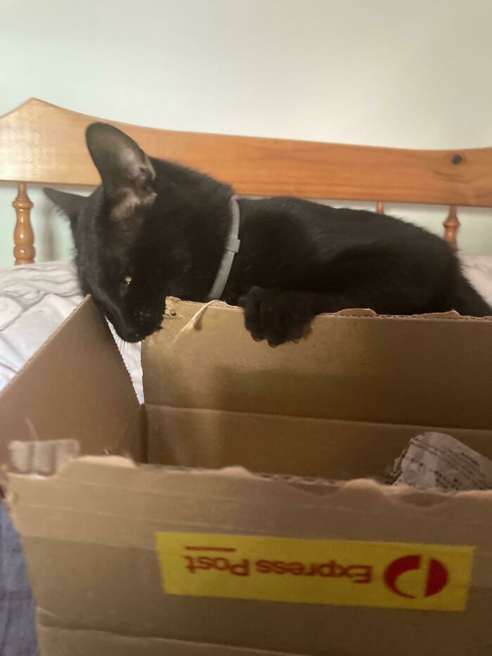 Why Does He Love Chewing Cardbord So Damn Much