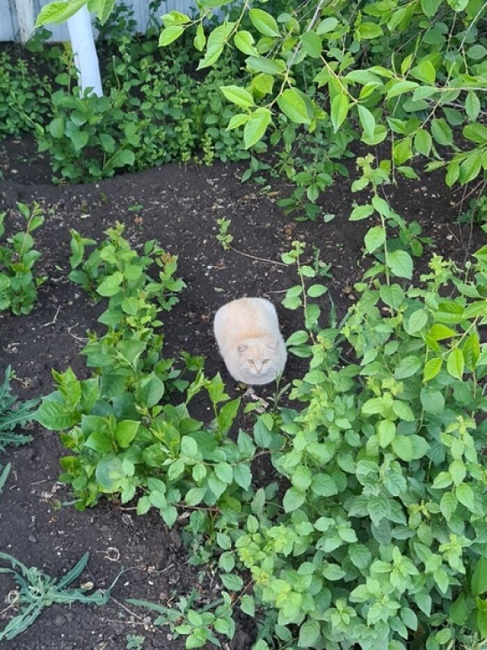 Growing A Cat Loaf Don't Water It Too Often