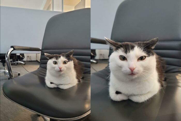 The Cat That Comes To Visit Us In The Office Makes Interesting Grimaces