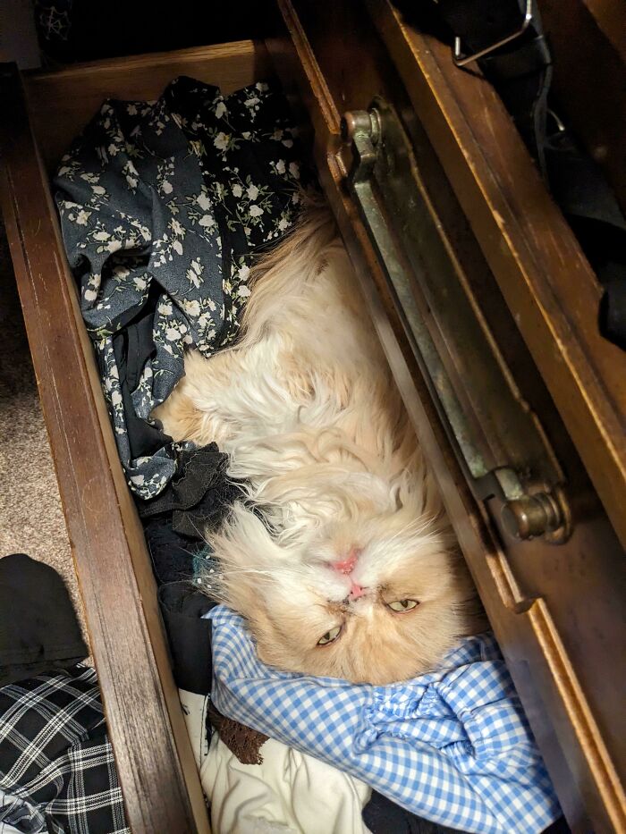 Why I Have Fur On My Clothes