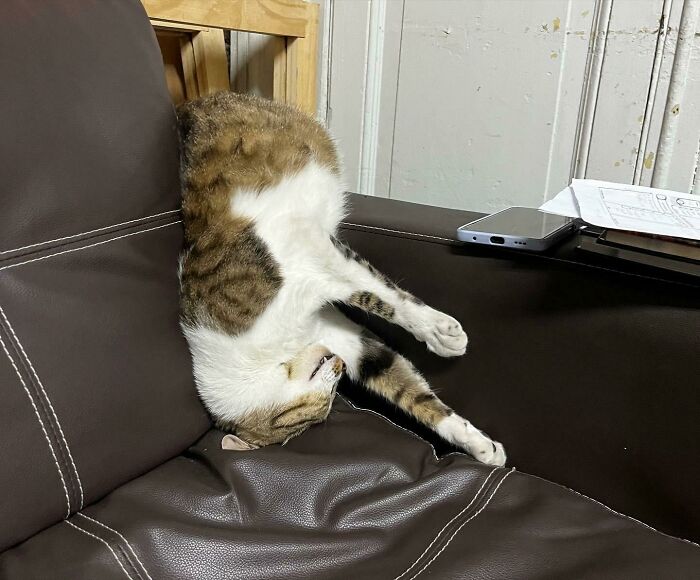 My BF’s Cat Was Sleeping Like This ??????