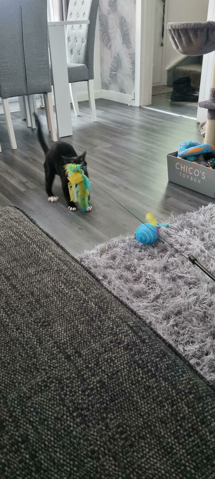 He Likes To Play Tug Of War