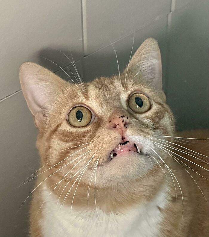 We’re Still Not Sure What’s Wrong With Milo