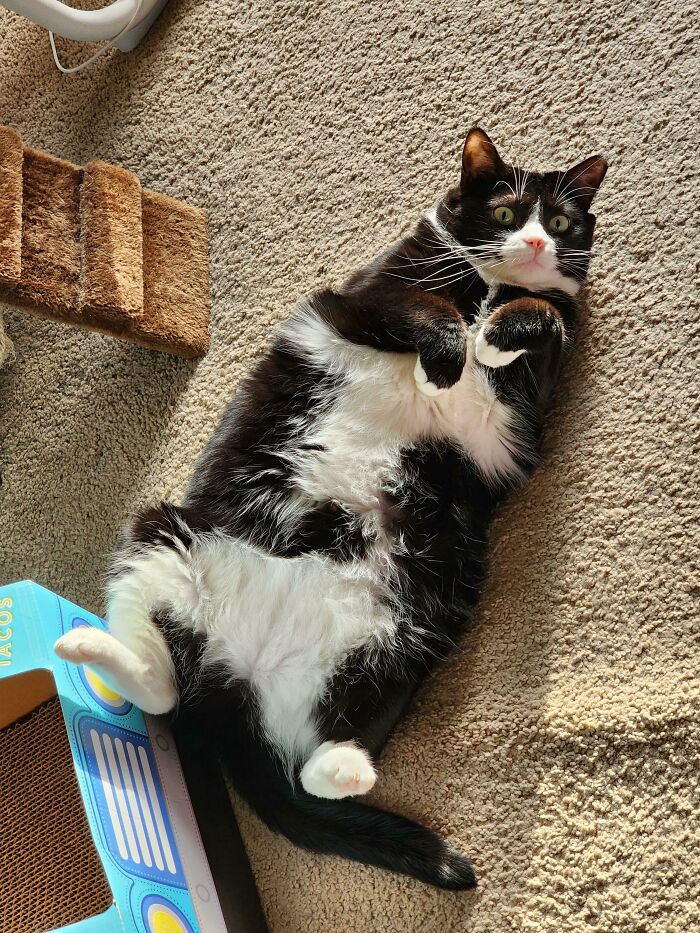 This Cat Actually Loves Belly Rubs