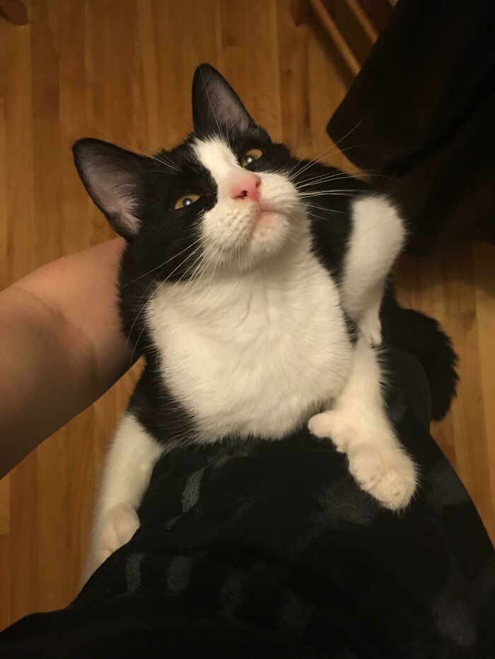 I Saw Your Leg Kitties And I Raise You My Climber