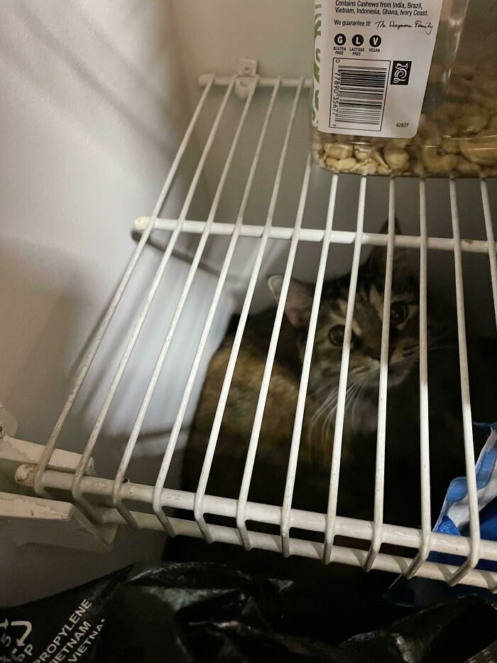 I Left The Pantry Open For One Minute