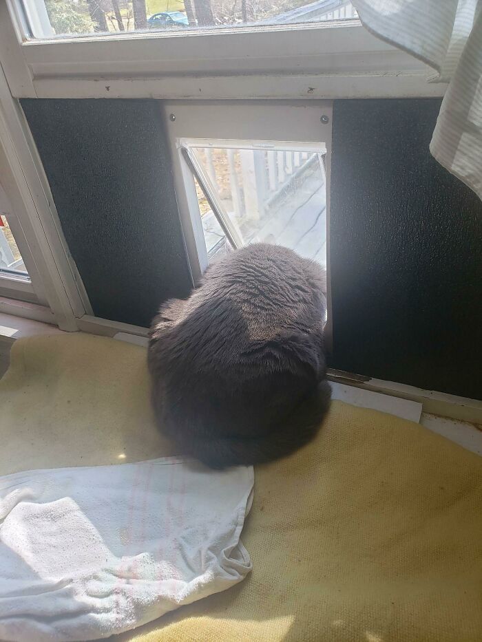 She Wants To Look Outside Without Going Outside