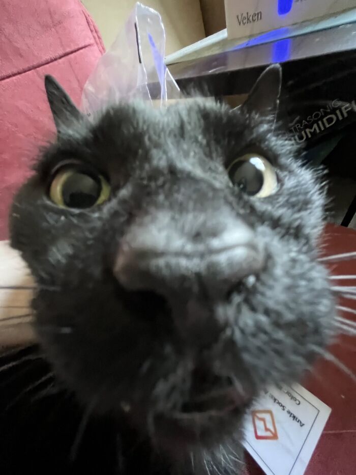 He Be Doin A Sniff (He Said U Smelly)