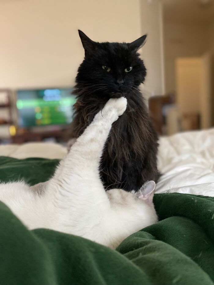 My Brainless Beasts Have Been Paused Mid-Wrestle For The Last 15 Min. At This Point, Magpie Is A Gloried Chin Rest
