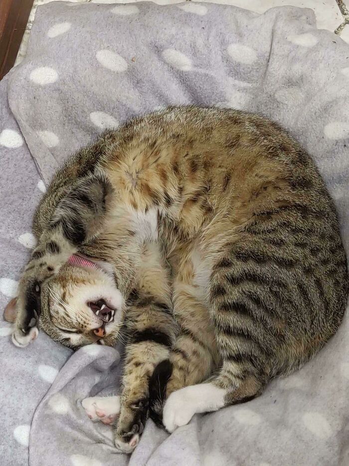 She’s Not Been Run Over