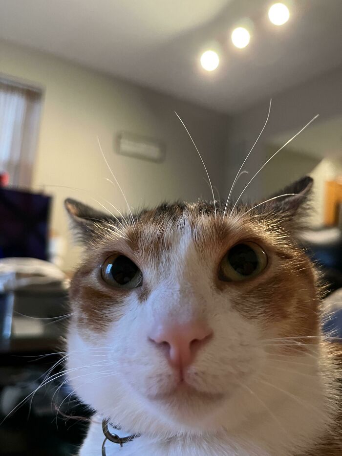 Goose Says, Hello 👋