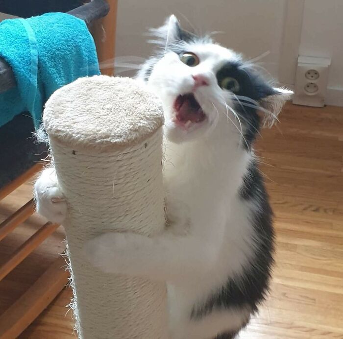 Mother I Crave Violence!