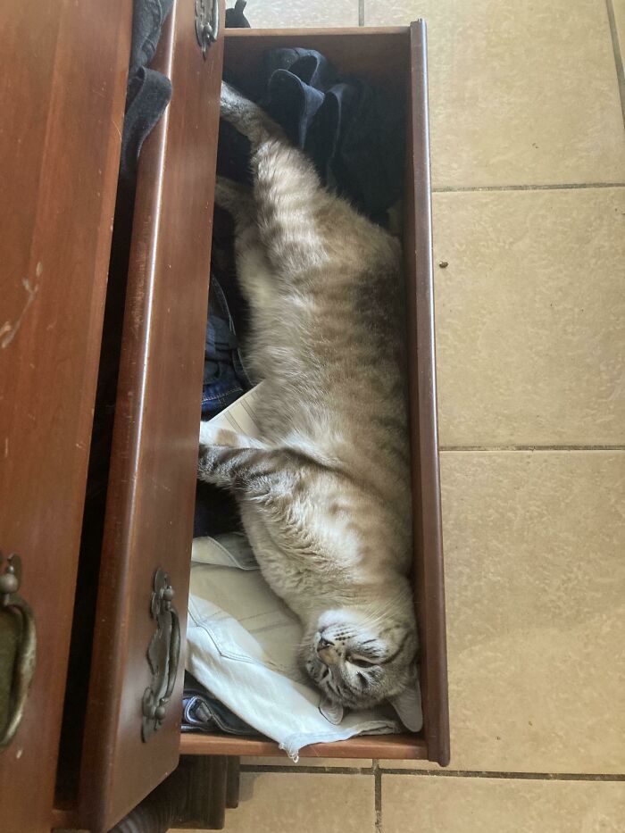 After A Long Night Zooming On Cat Nip. 🤦‍♀️😳🐈❤️