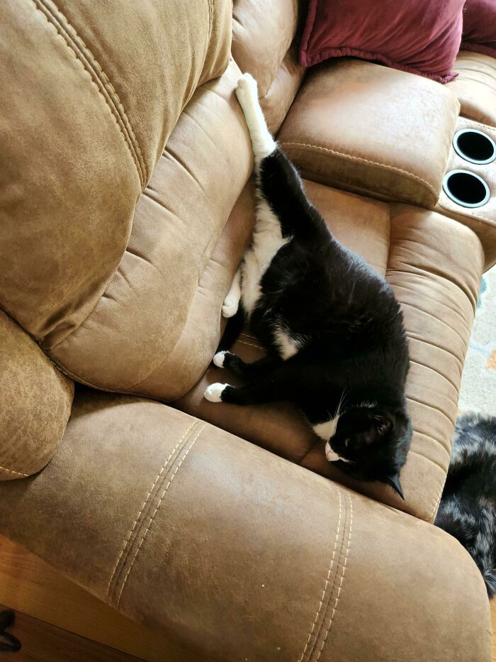 We Were Concerned Seemo Wouldn't Move Into The New House Well...boy Were We Wrong