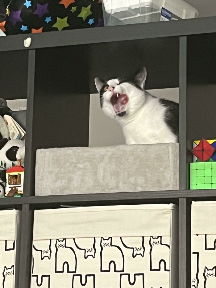 Lucipurr Is Such A Weird Lil Dude. He Also Has More Than One Tooth