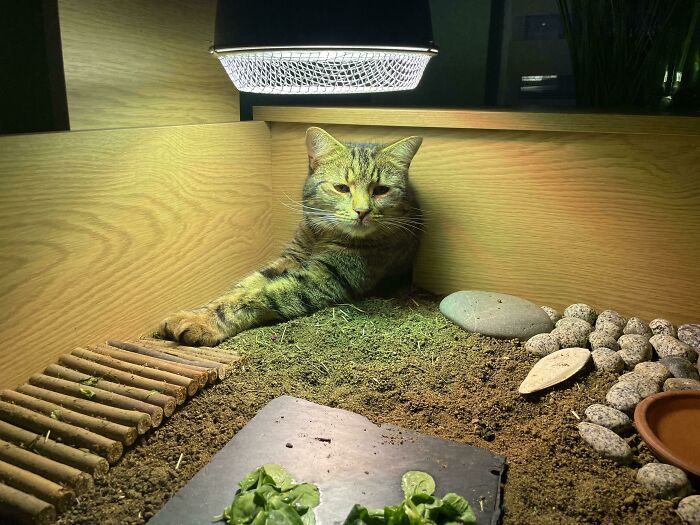 Insisting On Being A Tortoise (With The Real One Sleeping Inside