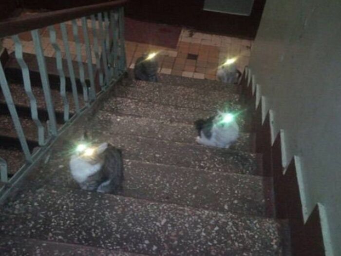 When You Try To Sneak Downstairs For A Warm Glass Of Milk But You Hit A Squeaky Floorboard And Awaken The Sentinels