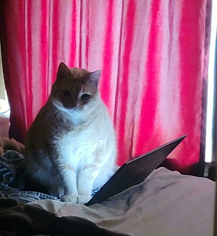 This Is Six, He Likes To Attack People And Be A General Nuisance