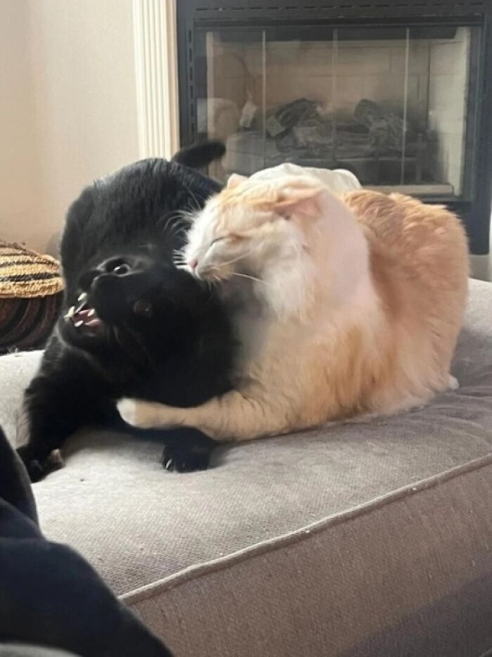 A Zombie Cat Consuming Its Victim's Brains