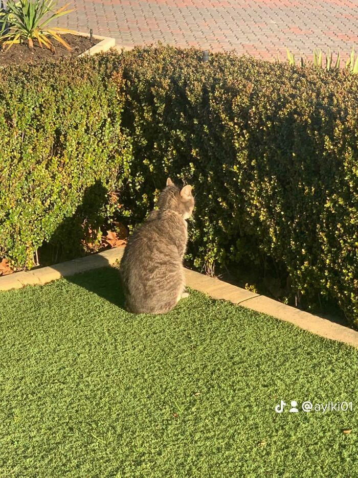 My Cat Staring At Nothing