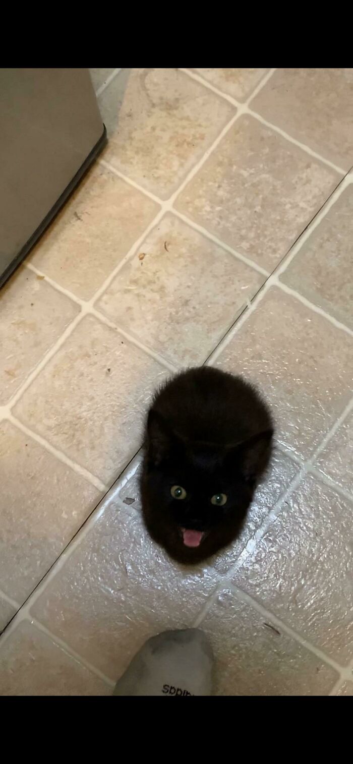 Bolita negra chillona