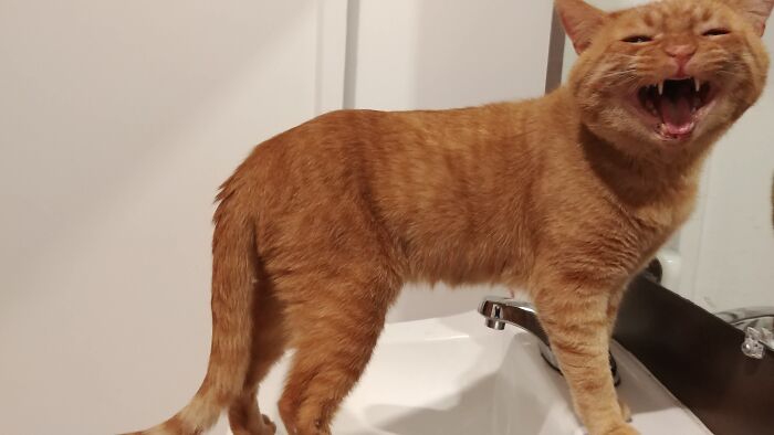 Estaba en el café de gatos y tuve que ir al baño, así que recibí gritos por ello