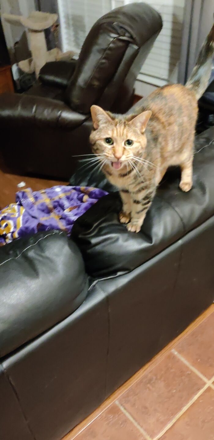 Potato Gets Very Impatient With Me When I'm Home For 10 Seconds And Havent Pet Her Yet