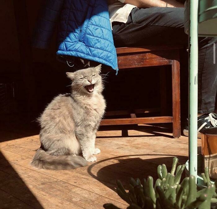 Grita de alegría porque ha salido el sol y quiere que lo veamos