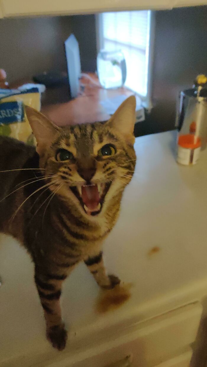 This Is Luna! She's Mad Because I Won't Give Her Any More Treats