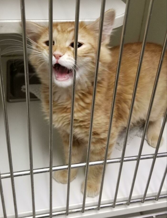 Silly Kitten At Work For His Neuter That Kept Screaming At Us To Hold Him (Which I Did And Then When I Had To Put Him Back, He Resumed Lol)😍❤️