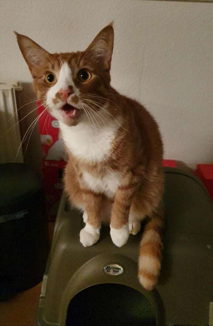 Bastian Forgot He Was Fed 5 Minutes Ago