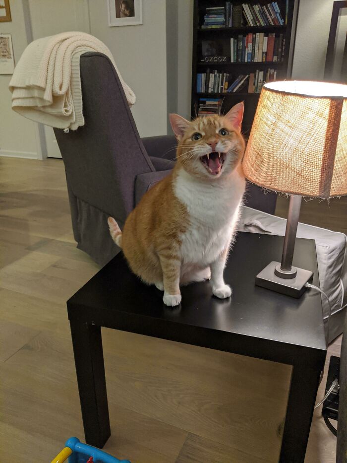 Se llama Banana y grita mucho