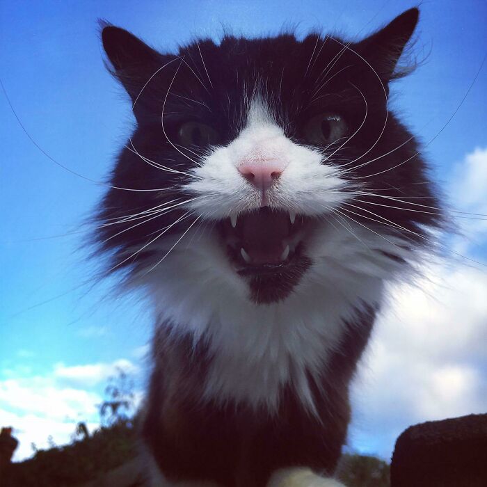 Esta es Waffles, lleva 10 años gritándome