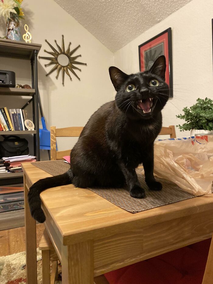 “Mom! Mom! You Haven’t Given Me Attention In 1 Whole Minute!” 😻