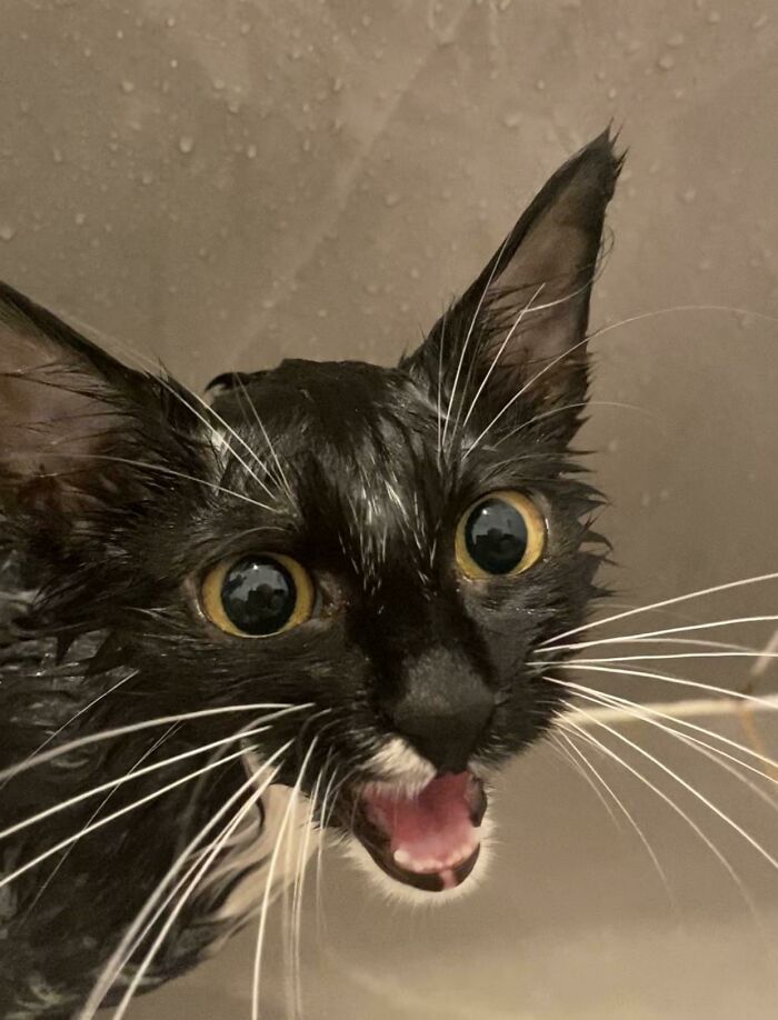 My Baby Has Ringworm, And Has To Be Bathed Twice A Week. She’s Very Mad