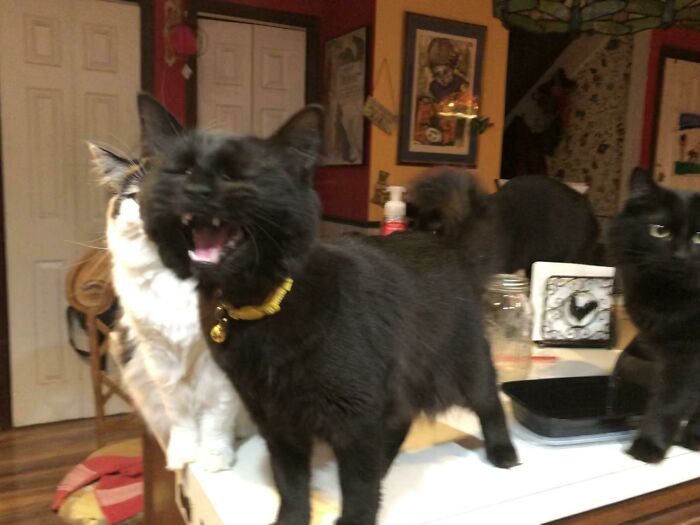 I Have A Whole Album On My Phone Called “Wahhh” That’s Just Pics Of Cherry Yelling At Me